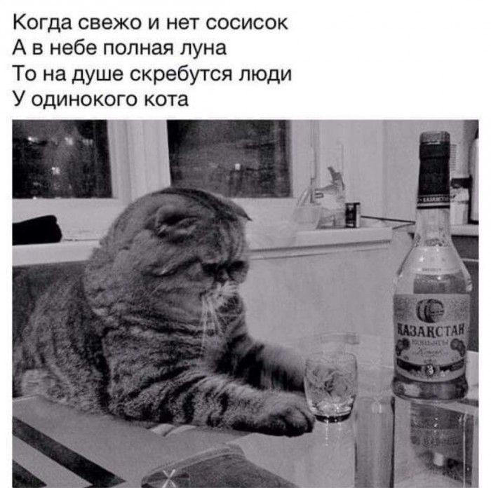 Когда свежо и нет сосисок А в небе полная луна То на душе скребутся люди У одинокого кота