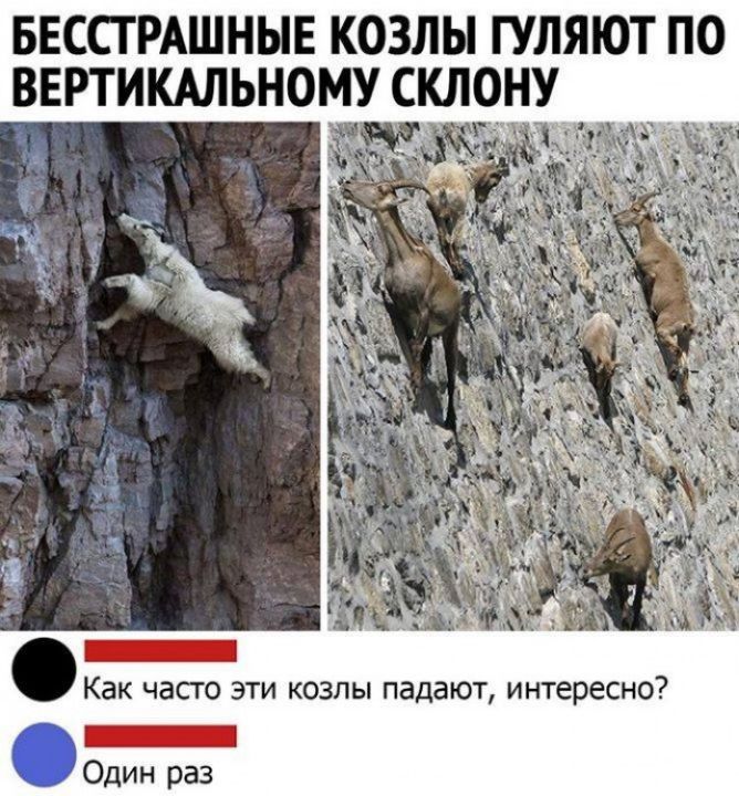 БЕССТРАШНЫЕ КОЗЛЫ ГУЛЯЮТ ПО ВЕРТИКАЛЬНОМУ СКЛ0Н_У Как часто эти козлы падают интересно _ Один раз