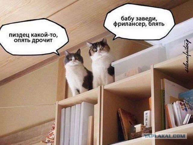 бабу заве и фрилансер пять пиздец какойто опять дрочит