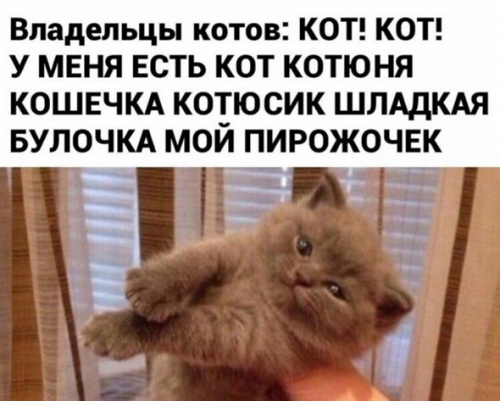 тікток таг_5аппа отов КОТ КОТ У МЕНЯ ЕСТЬ КОТ КОТЮНЯ КОШЕЧКА КОТЮСИК ШЛАдКАЯ БУЛОЧКА МОЙ ПИРОЖОЧЕК