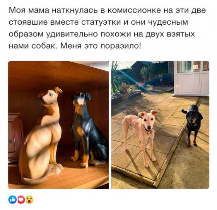 МОЯ мама наткнулась В КОМИССИОНКе НЗ ЭТИ две стоявшие вместе статуэтки и они чудесным образом удивительно похожи на двух взятых нами собак Меня это поразило