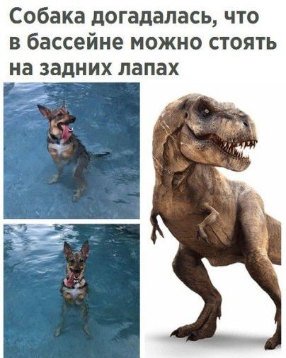 Собака догадалась что в бассейне можно стоять на задних лапах