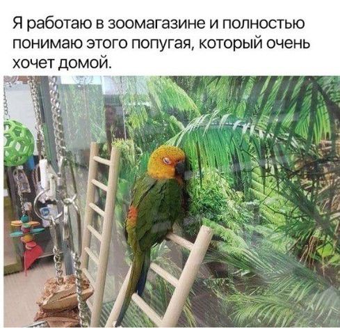 Я работаю в зоомагазине и полностью понимаю этого попугая который очень хочет домой