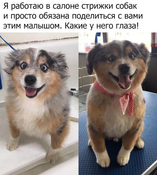 Я работаю в салоне стрижки собак и просго обязана поделиться с вами этим малышом Какие у него глаза