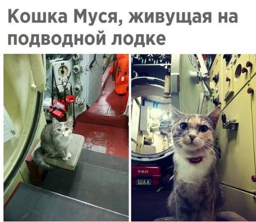 Кошка Муся живущая на подводной лодке