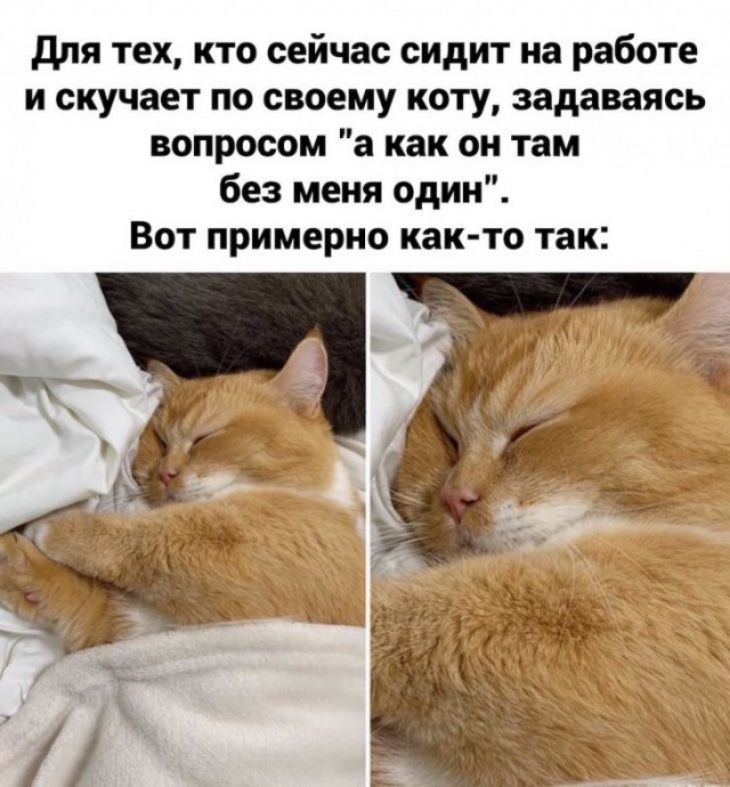 для тех кто сейчас сидит на работе и скучает по своему коту задаваясь вопросом а как он там без меня один Вот примерно как то так