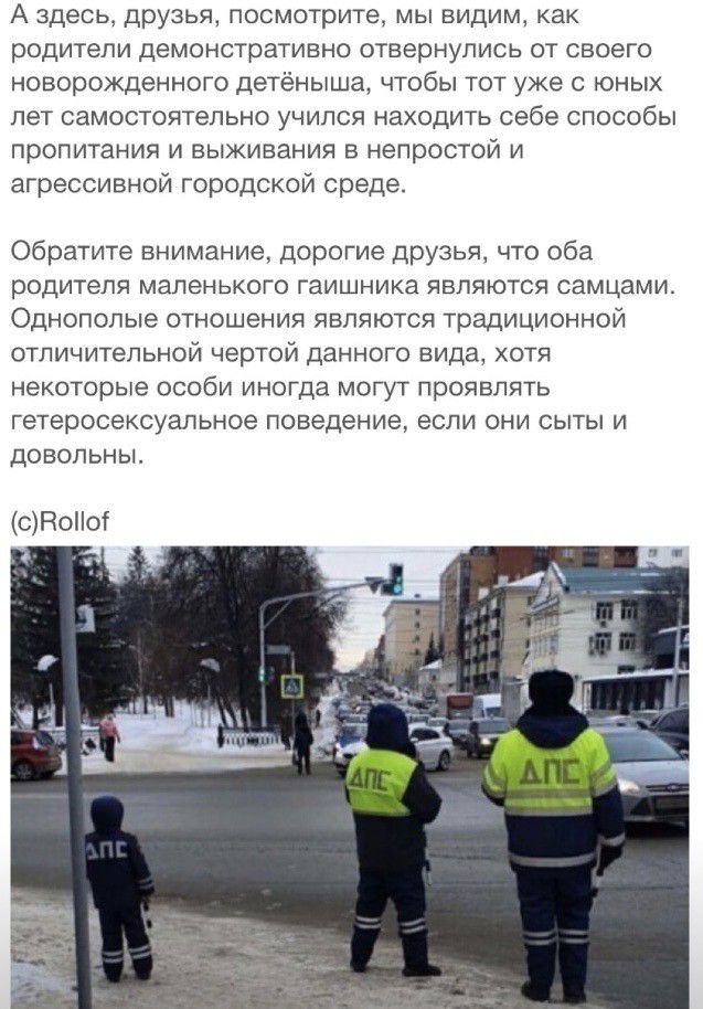 А здесь друзья посмотрите мы видим как родители демонстративно отвернулись от своего новорожденного детёныша чтобы тот уже с юных лет самостоятельно учился находить себе способы пропитания и выживания в непростой и агрессивной городской среде Обратите внимание дорогие друзья что оба родителя маленького гаишника являются самцами Однополые отношения являются традиционной отличительной чертой данного