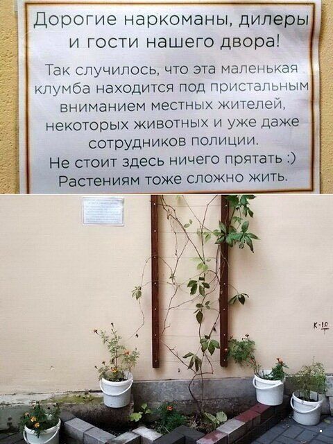 ДОООГИЭ наркоманы дилеры И ГОСТИ НдШЭГО двора Так СЛУЧИПОСЬ ЧТО эта МЭПЕНЬКЭЧ клумба находится под пристальным вниманием МЕСТНЫХ ЖИТЕЛЕЙ НЭКОТООЫХ ЖИВОТНЫХ И уже даже сотрудников ПОПИЦИИ Не стоит здесь ничего прятать Растениям тоже сложно жить