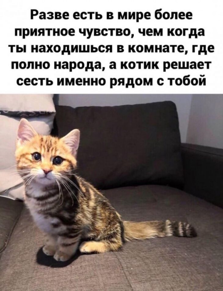 Разве есть в мире более приятное чувство чем когда ты находишься в комнате где полно народа а котик решает сесть именно рядом с тобой