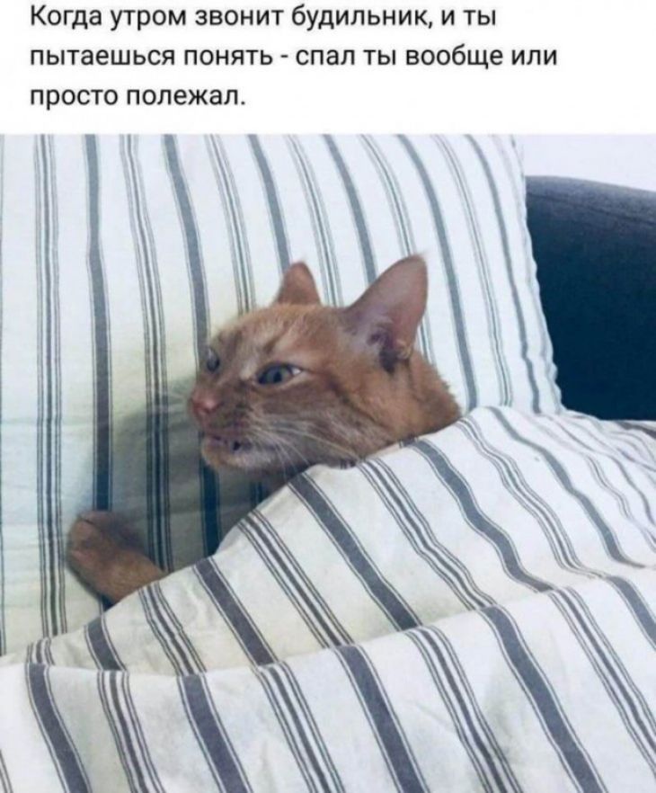 Когда УТРОМ ЗВОНИТ будильник И ТЫ ПЫТЗЕШЬСЯ ПОНЯТЬ _ СПЗЛ ТЫ вообще ИЛИ ПРОСТО полежал