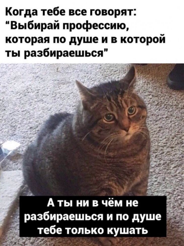 Когда тебе все говорят Выбирай профессию которая по душе и в которой ты разбираешься Ь А ты ни в чём не разбираешься и по душе і тебе только кушать