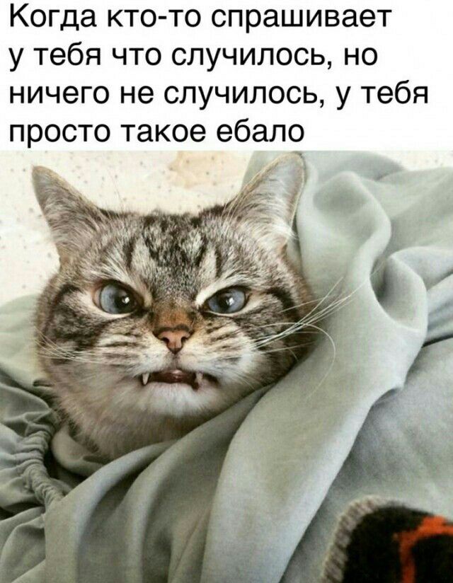Когда кто то спрашивает у тебя что случилось но ничего не случилось у тебя просто такое ебало