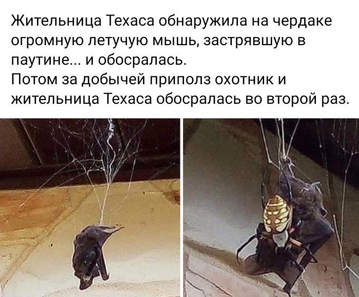 Жительница Техаса обнаружила на чердаке огромную летучую мышь застрявшую в паутине и обосралась Потом за добычей приполз охотник и жительница Техаса обосралась во второй раз