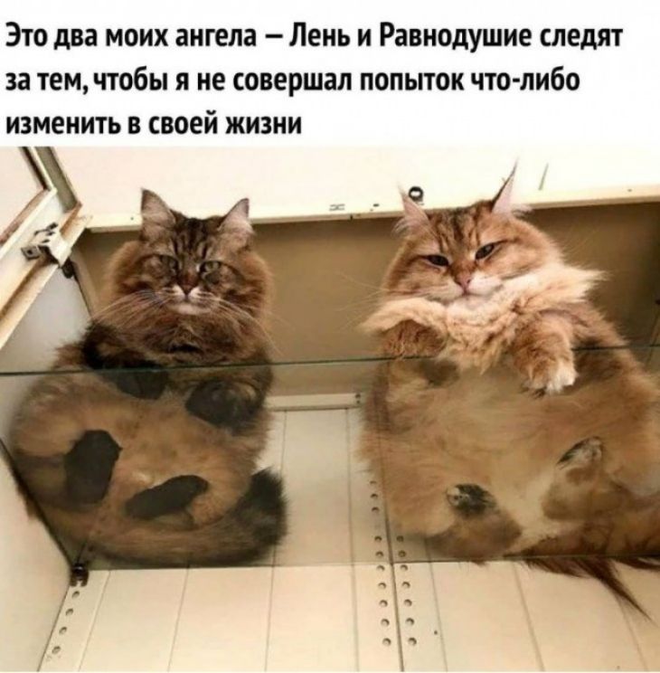 Это два моих ангела Лень и Равнодушие следят за тем чтобы я не совершал попыток что либо изменить в своей жизни