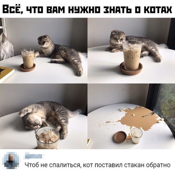 ВСЁ ЧТП ВАМ ННЖНП ЗНАТЬ П КПТПХ Г _ ЧТОб не спалиться КОТ ПОСТЗВИЛ стакан обратно