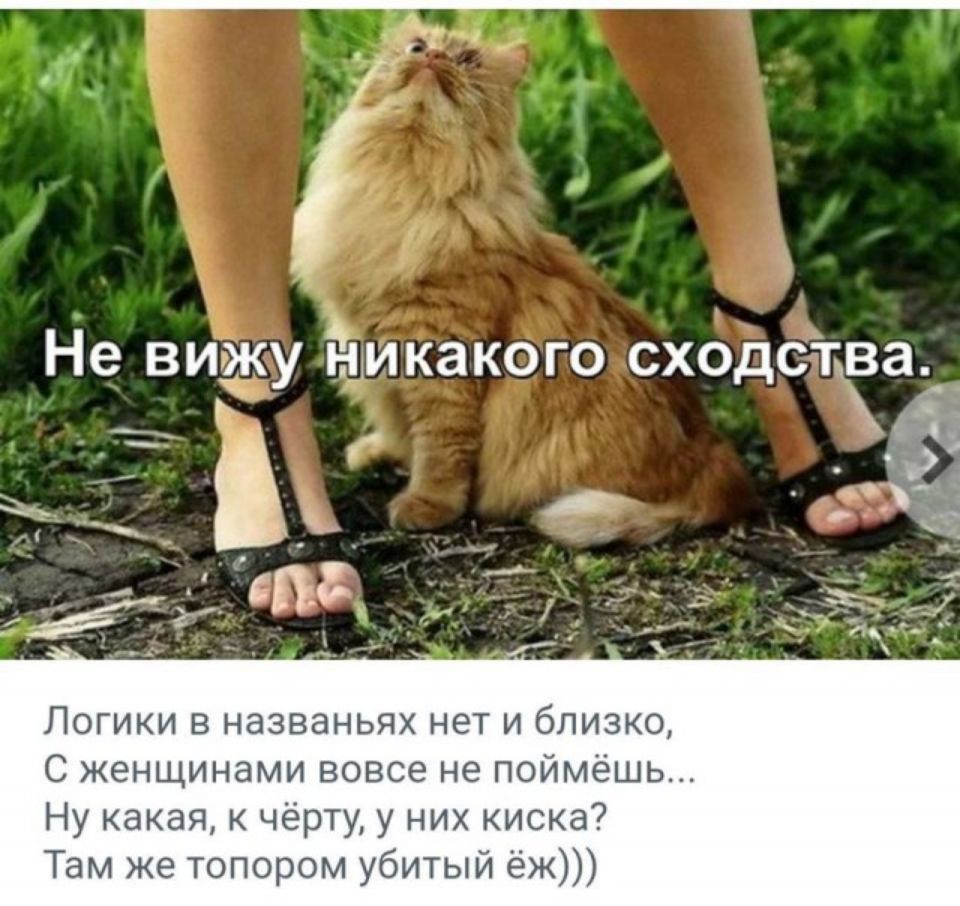 Не визку Ёшикакого сходства _ ха 4е Кёге __ 371 С А А Логики в названьях нет и близко С женщинами вовсе не поймёшь Ну какая к чёрту у них киска Там же топором убитый ёж