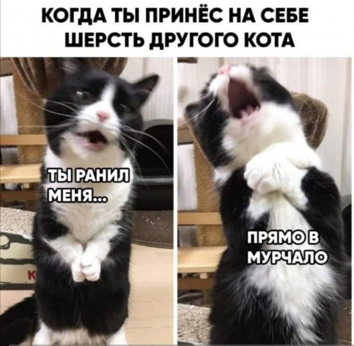 когдА ты принёс НА СЕБЕ шерсть другого котд
