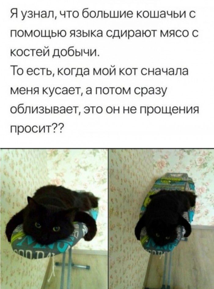 Я узнал что большие кошачьи с помощью языка сдирают мясо с костей добычи То есть когда мой кот сначала меня кусает а потом сразу облизывает это он не прощения просит