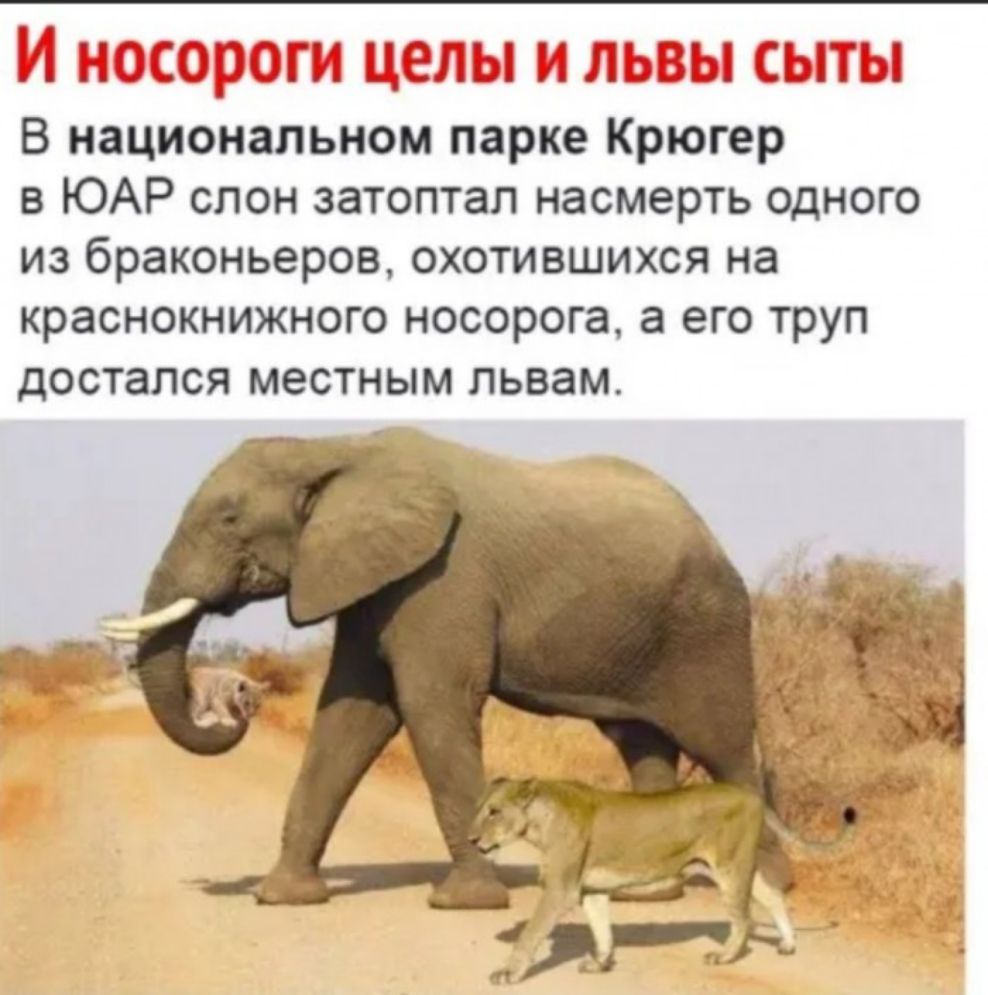 ь ум_ж В национальном парке Крюгер В ЮАР СЛОН затоптал насмерть ОДНОГО из браконьеров охотившихся на краснокнижного носорога а его труп достался местным ПЬВЗМ