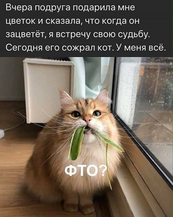 Вчера подруга подарила мне цветок и сказала что когда он зацветёт я встречу свою судьбу Сегодня его сожрал кот У меня всё