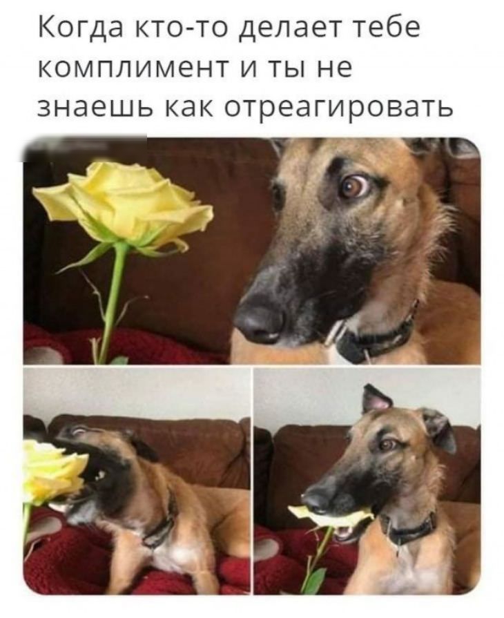 Когда кто то делает тебе комплимент и ты не знаешь как отреагировать
