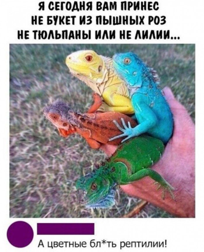 Я СЕГОДНЯ ВАМ ПРИПЕВ НЕ БУКЕТ ИЗ пышных РОЗ НЕ ТЮАЪПАНЫ НЕ МИНИ А цветные блть рептилии