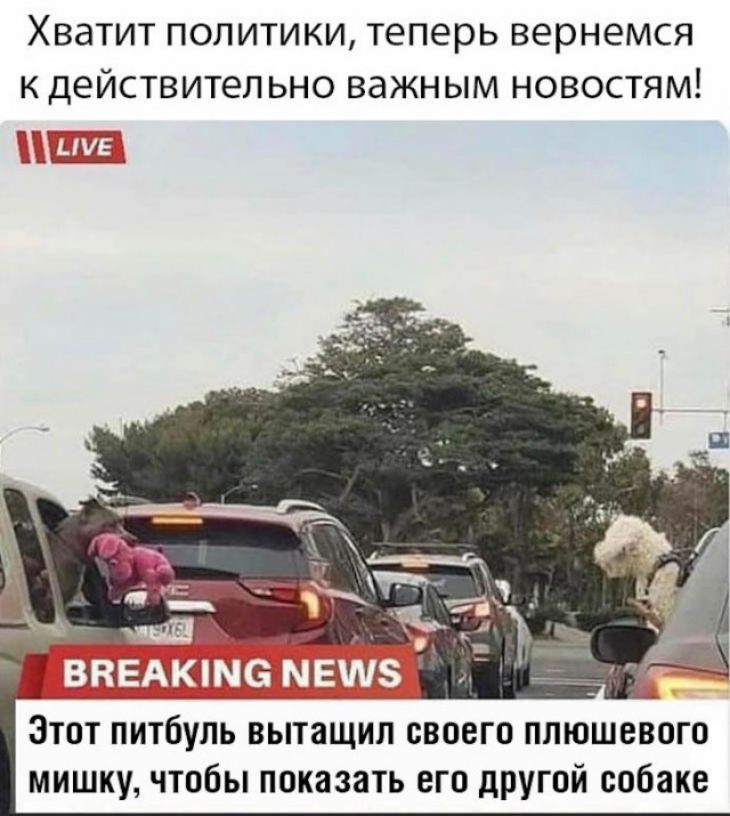 ХВдТИТ ПОЛИТИКИ теперь ВЕРНЭМСЯ К ДЕЙСТВИТеПЬНО ВЗЖНЫМ НОВОСТЯМ пп Тч __МА1_ Этот питбуль вытаЩип своего плюшевого мишку чтобы показать его другой собаке