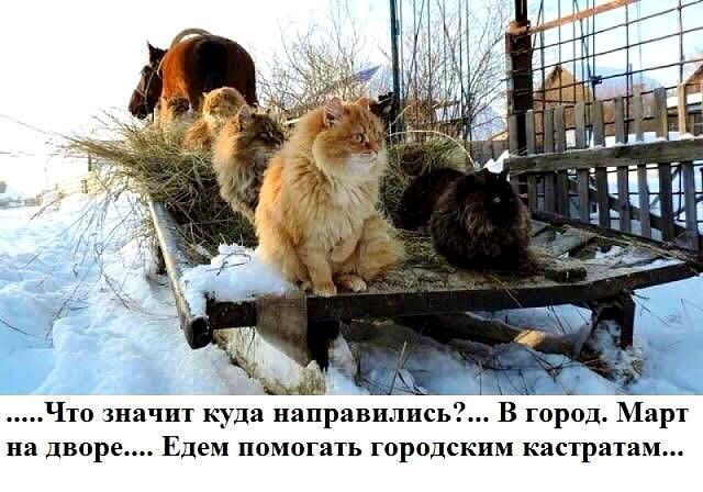 Что значит куда направились В город Март на дворе Едем помогать городским кастратам