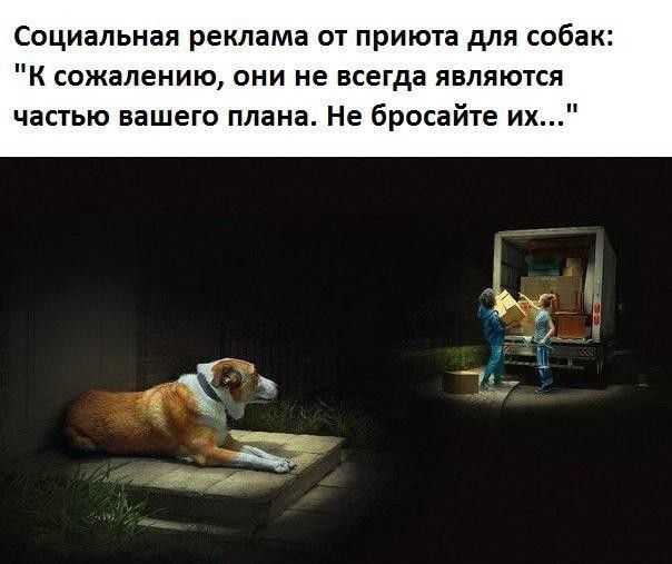 Социальная реклама от приюта для собак К сожалению они не всегда являются частью вашего плана Не бросайте их