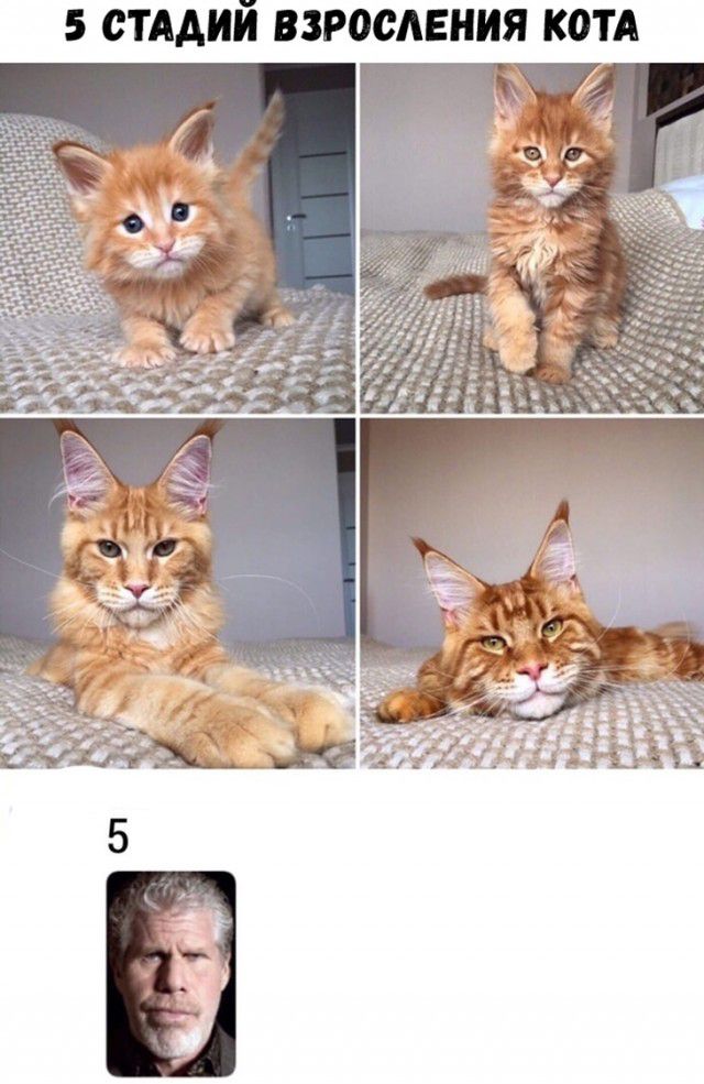 5 С АИМ ВЗРОСАЕНИЯ КОТА