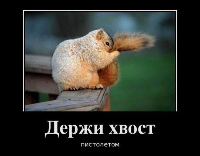 Держи хвост ПИСТОЛЕТОМ