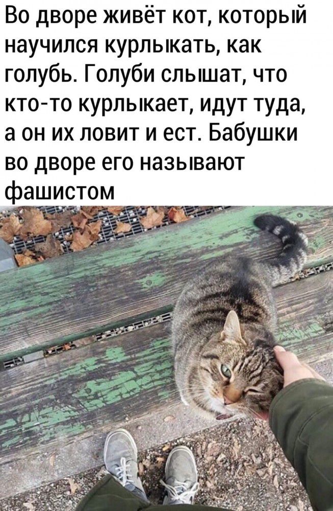 Во дворе живёт кот который научился курлыкать как голубь Голуби слышат что кто то курлыкает идут туда а он их ловит и ест Бабушки во дворе его называют фашистом