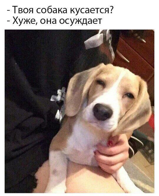 Твоя собака кусается Хуже она осуждает