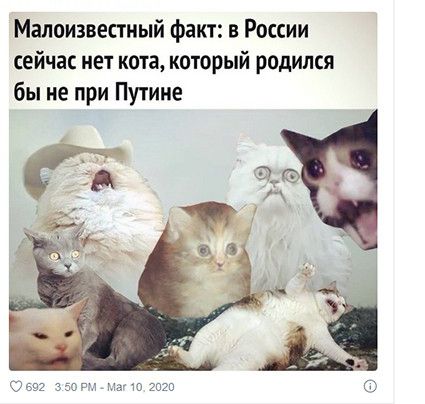 Малоизвестиый факт в России сейчас нет кота который родился бы не при Путине