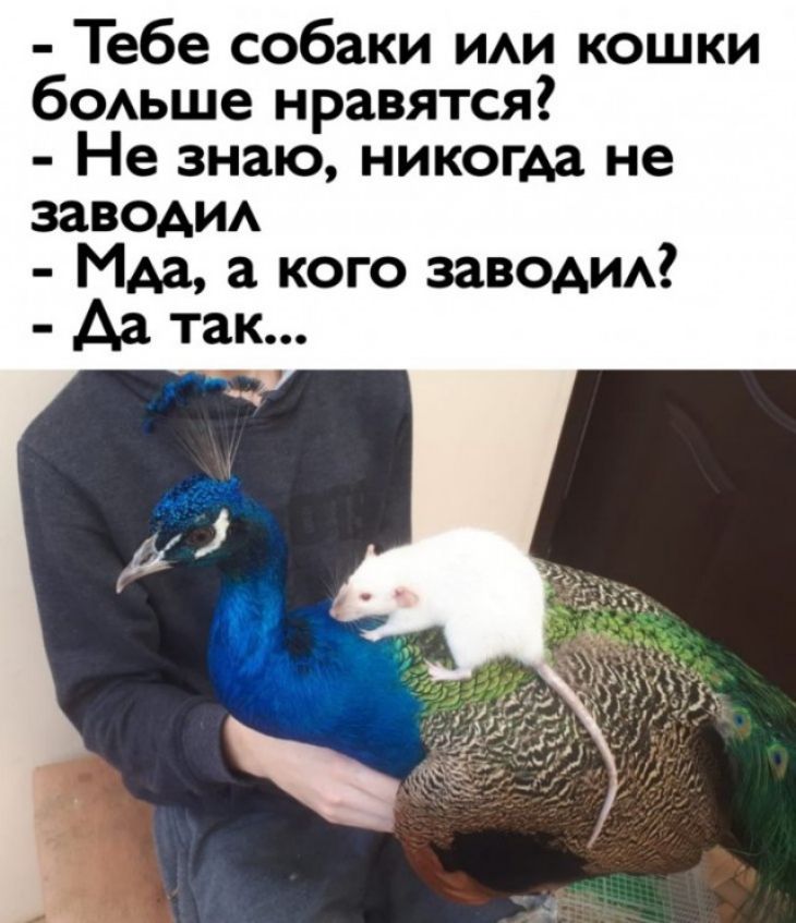 Тебе собаки ИАИ кошки бОАьше нравятся Не знаю никогда не завоАИА Мда а кого заводим Аа так