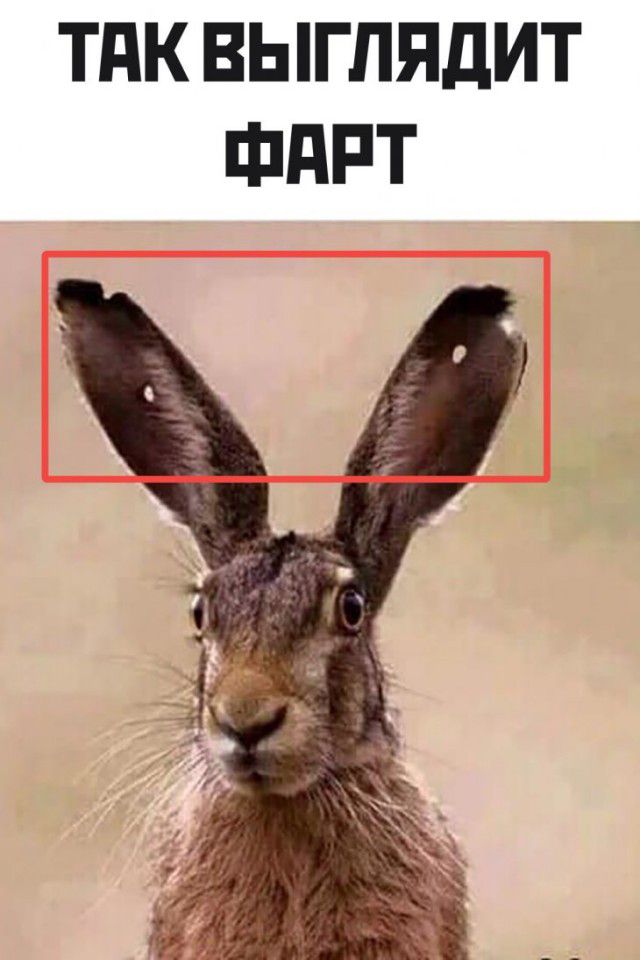 ТПК ВЫГЛЯДИТ ШдРТ