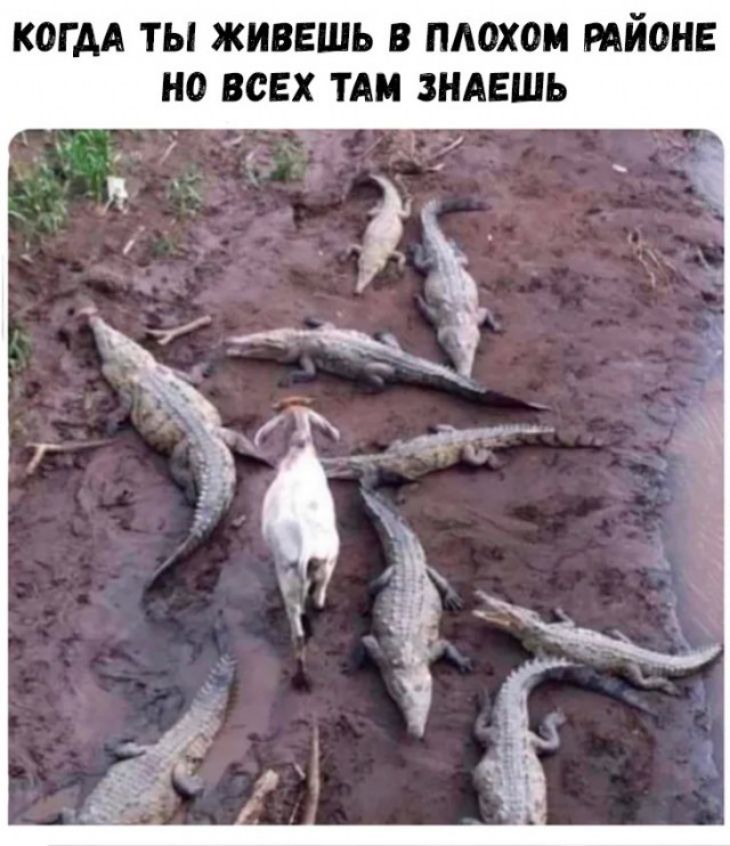 КОГДА ТЫ ЖИВЕШЬ В ПАОХОМ РАЙОНЕ Н0 ВСЕХ ТАМ ЗНАЕШЬ