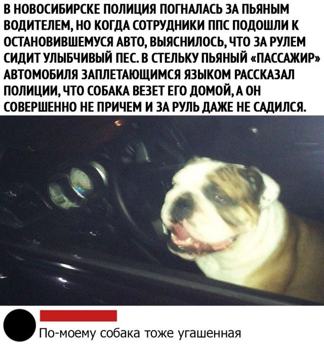 В НОВОСИБИРСКЕ ПОЛИЦИЯ ПОГНАЛАСЬ ЗА ПЬЯНЫМ ВОДИТЕЛЕМ НО КОГДА СОТРУДНИКИ ППС ПОДОШЛИ К ОСТАНОВИВШЕМУСЯ АВТО ВЫЯСНИЛОСЬ ЧТО ЗА РУЛЕМ СИДИТ УЛЫБЧИВНИ ПЕС В СТ ЕЛЬКУ ПЬЯНЫЙ ПАССАЖИР АВТОМОБИЛЯ ЗАПЛЕТАЮЩИМСЯ ЯЗЫКОМ РАССКАЗАЛ ПОЛИЦИИ ЧТО СОБАКА ВЕЗЕТ ЕГО дОМОЙА ОН СОВЕРШЕННО НЕ ПРИЧЕМ И ЗА РУЛЬДАЖЕ НЕ САДИЛСЯ _ Помоему собака тоже угашенная