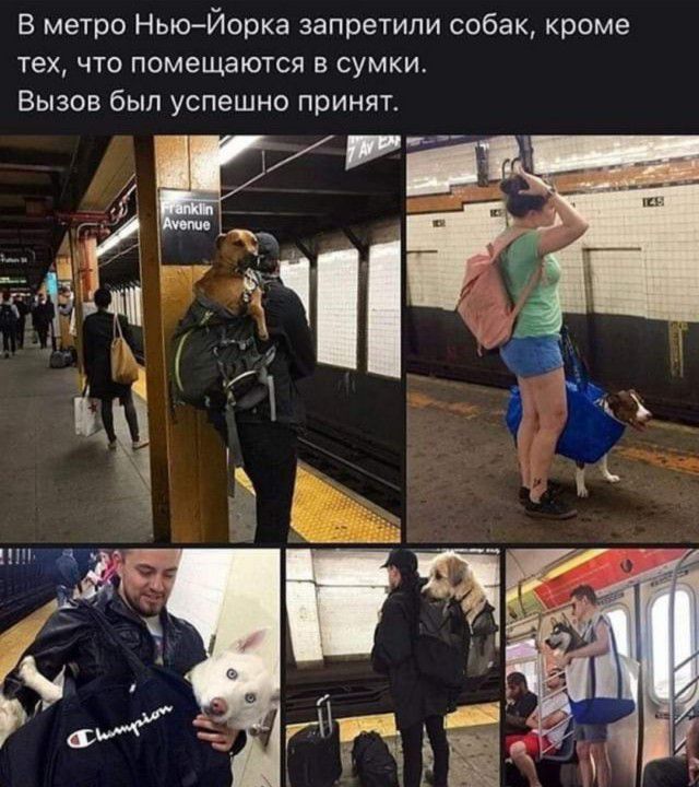 В метро НьюЙорка запретили собак кроме тех что помещаются в сумки Вызов был успешно принят