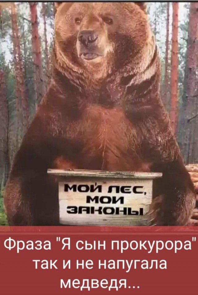 Е Вэ Фраза Я сын прокурора так и не напугала медведя