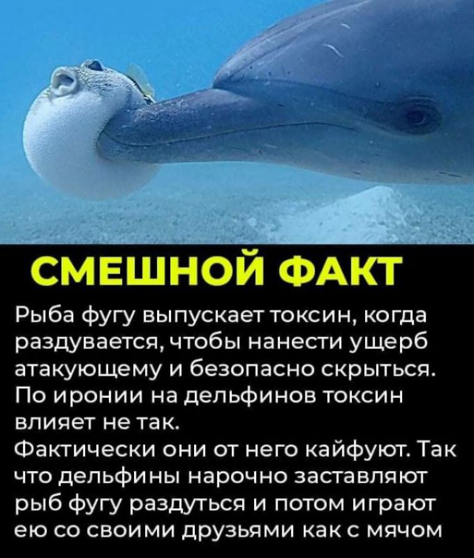 всмш ФАКТ Рыба фугу выпускает токсин когда раздувается чтобы нанести ущерб атакующему и безопасно скрыться По иронии на дельфинов токсин влияет не так Фактически они от него кайфуют Так что дельфины нарочно заставляют рыб фугу раздуться и потом играют ею со своими друзьями как с мячом
