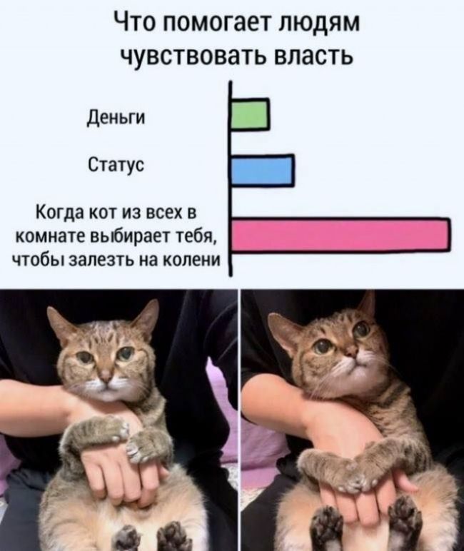 ЧТО ПОМОГЗЕТ ЛЮДЯМ ЧУВСТВОВЗТЬ ВЛЭСТЬ Деньги Статус Когда кот из всех в комнате выбирает тебя чтобы залезть на колени