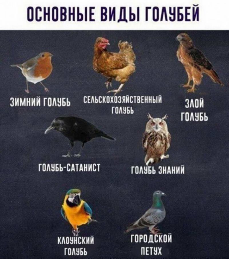 ОСНОВНЫЕ ВИДЫ ГПАНБЕЙ зимний 55 ЕЕАЪСКПХПЗЯЙСТВЕИИЫЙ ЗМ _ Г ПММ ГПАНБЬ _ КАПЗНСКИЙ ГПРПДСКПИ ГПАНБЬ ПЕТЧХ
