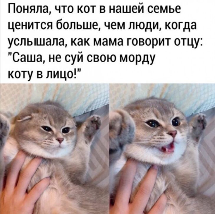 Поняла что кот в нашей семье ценится больше чем люди когда услышала как мама говорит отцу Саша не суй свою морду коту в лицо
