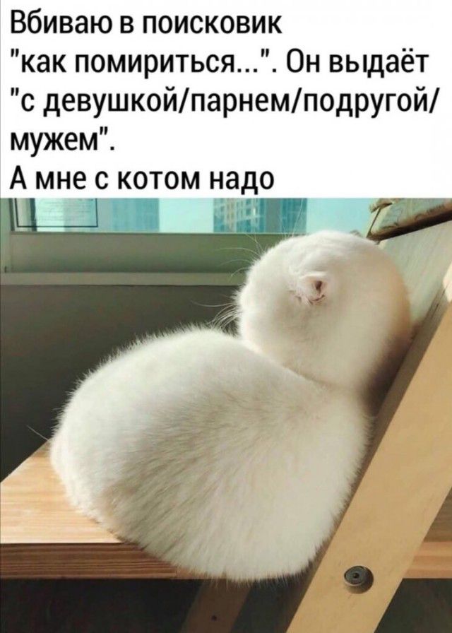Вбиваю в поисковик как помириться Он выдаёт с девушкойпарнемподругой мужем А мне с котом надо Ёша Щ