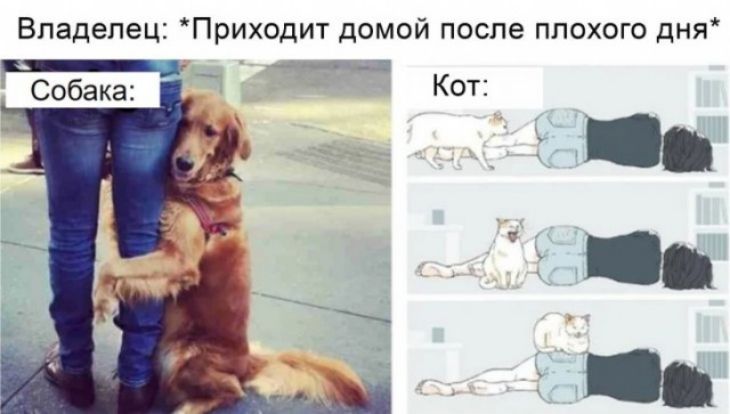 Владелец Приходит домой после плохого дня ___ Кот