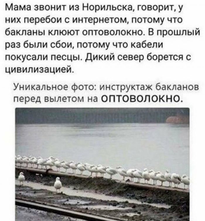 Мама звонит из Норильска говорит у них перебои с интернетом потому что бакланы клюют оптоволокно В прошлый раз были сбои потому что кабели покусали песцы дикий север борется с цивилизацией Уникальное фото инструктаж бакланов перед вылетом на ОПТОВОЛОКНО