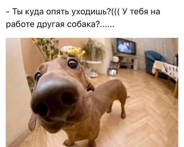 Ты куда опять уходишь У тебя на работе другая собака