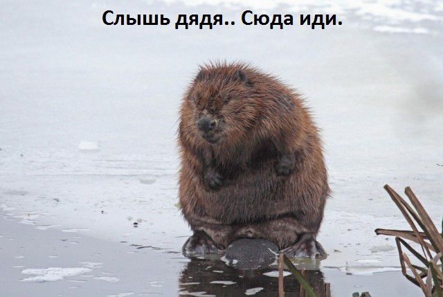 Слышь дядя Сюда иди