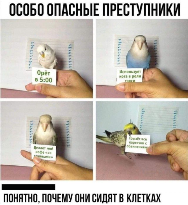 08050 ППАСНЫЕ ПРЕСТУПНИКИ _ ППНЯТНО ПОЧЕМУ ОНИ СИЛНТ В КЛЕТКАХ